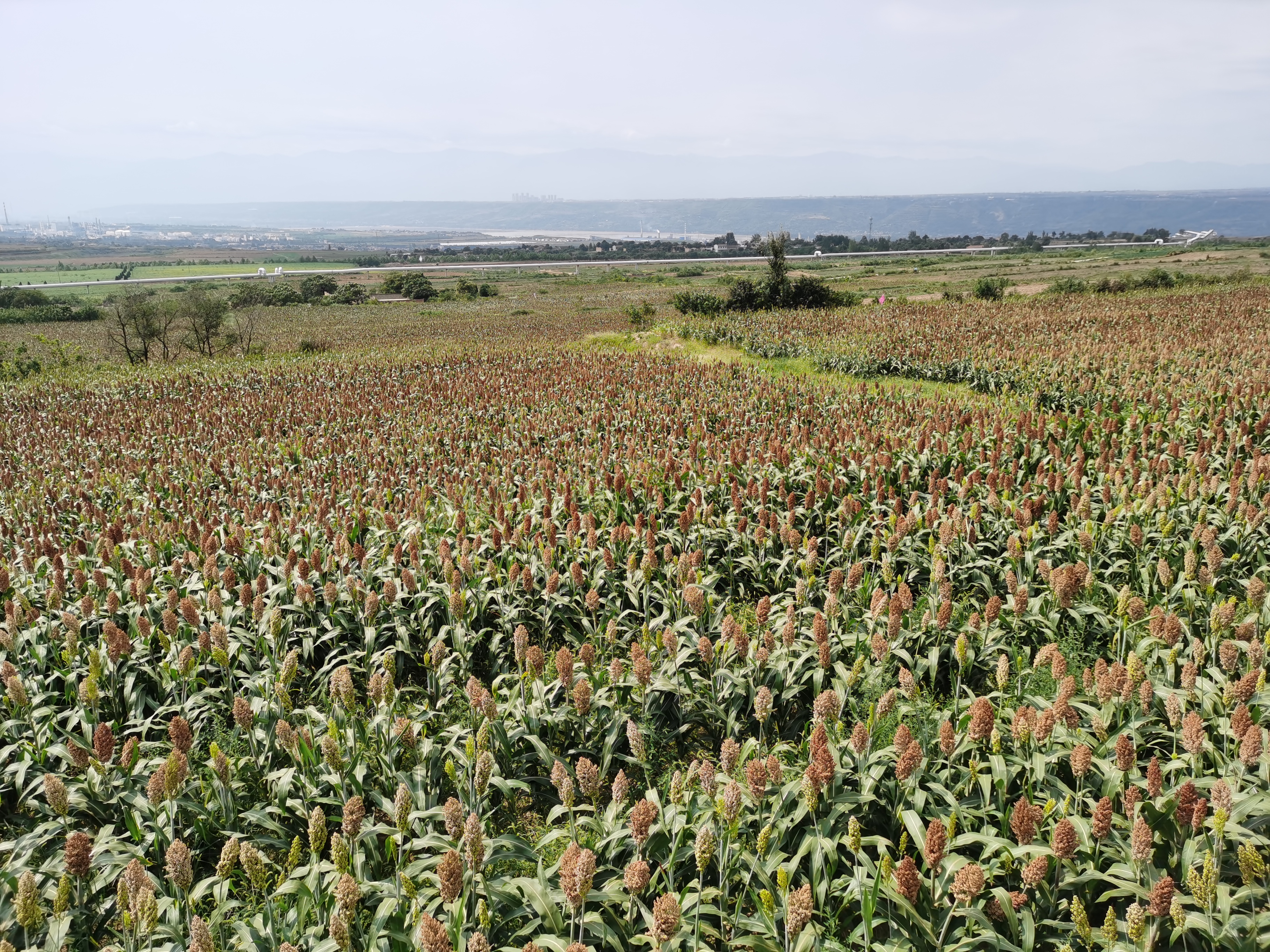 995b5c0ff8284476aa627197dbd17d78.jpg 995b5c0ff8284476aa627197dbd17d78.jpg