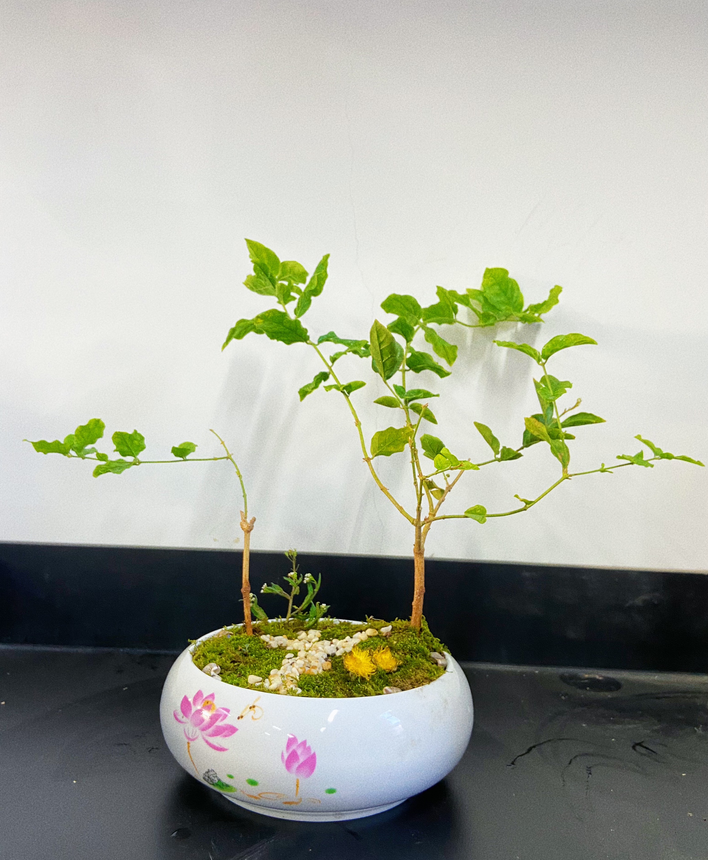 2ee73fad4f6e4916bf15e14409137a6d.jpg 2ee73fad4f6e4916bf15e14409137a6d.jpg